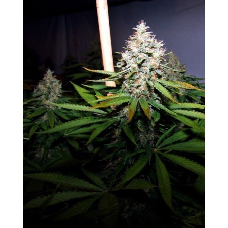 Buddha's Sister Feminized | Soma Sacred Seeds