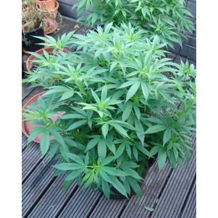 Buddha's Sister Feminized | Soma Sacred Seeds