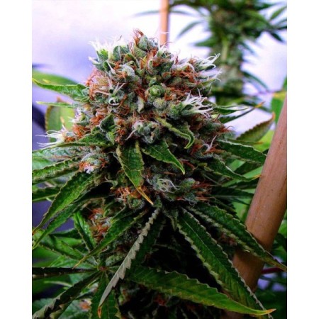 Buddha's Sister Feminized | Soma Sacred Seeds