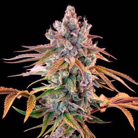 Royal Cheese | Feminized  | Royal Queen Seeds
