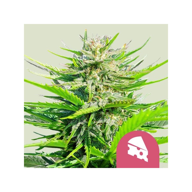 Royal Cheese | Feminized  | Royal Queen Seeds