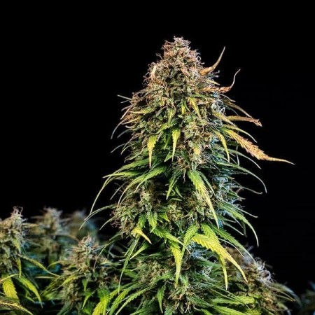 Haze Berry | Autoflowering | Royal Queen Seeds