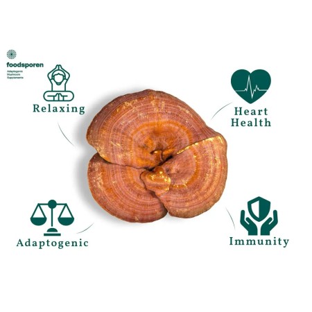 Reishi Capsules 60 st | Foodsporen