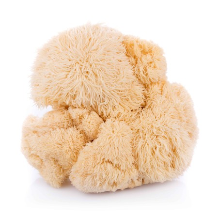 Lion's Mane Extract 60 ml | Pure Mushrooms