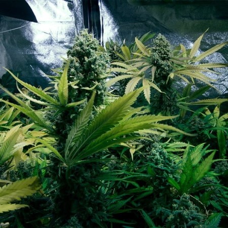 Royal Domina | Feminized  | Royal Queen Seeds