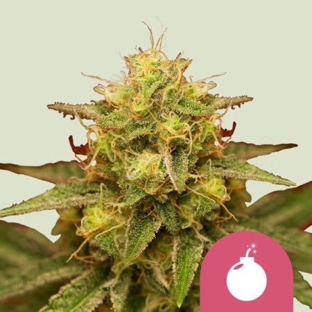 Royal Domina | Feminized  | Royal Queen Seeds
