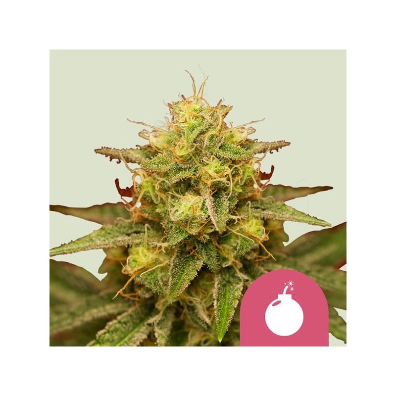Royal Domina | Feminized  | Royal Queen Seeds