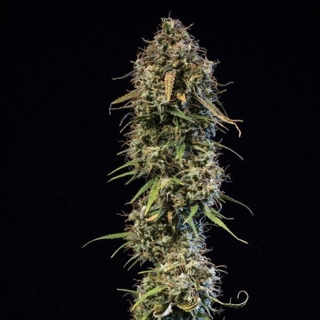 Haze Berry | Autoflowering | Royal Queen Seeds