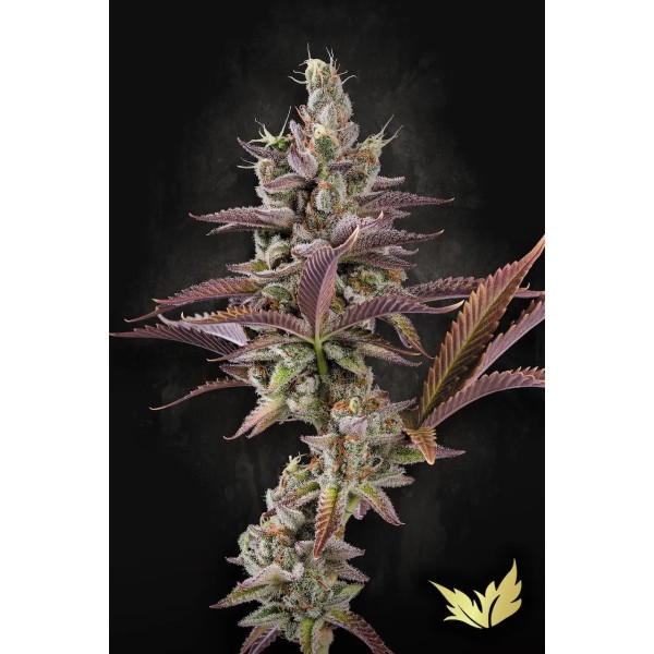 Apricot Candy | Paradise Seeds | Feminized