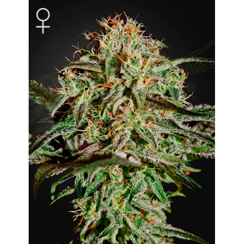 A.M.S. | Feminized | Green House Seeds