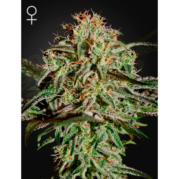 A.M.S. | Green House Seeds | Feminized