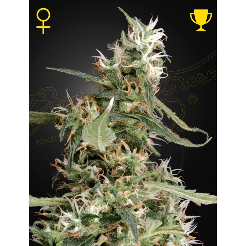 Arjans Ultra Haze 1 | Feminized | Green House Seeds