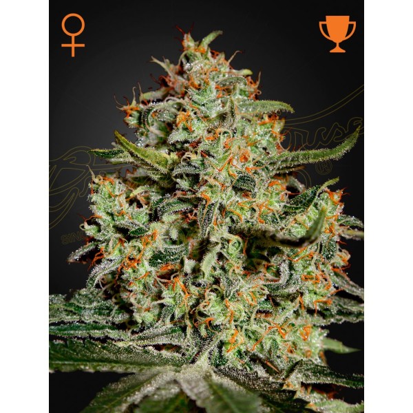 Big Bang | Green House Seeds | Feminized