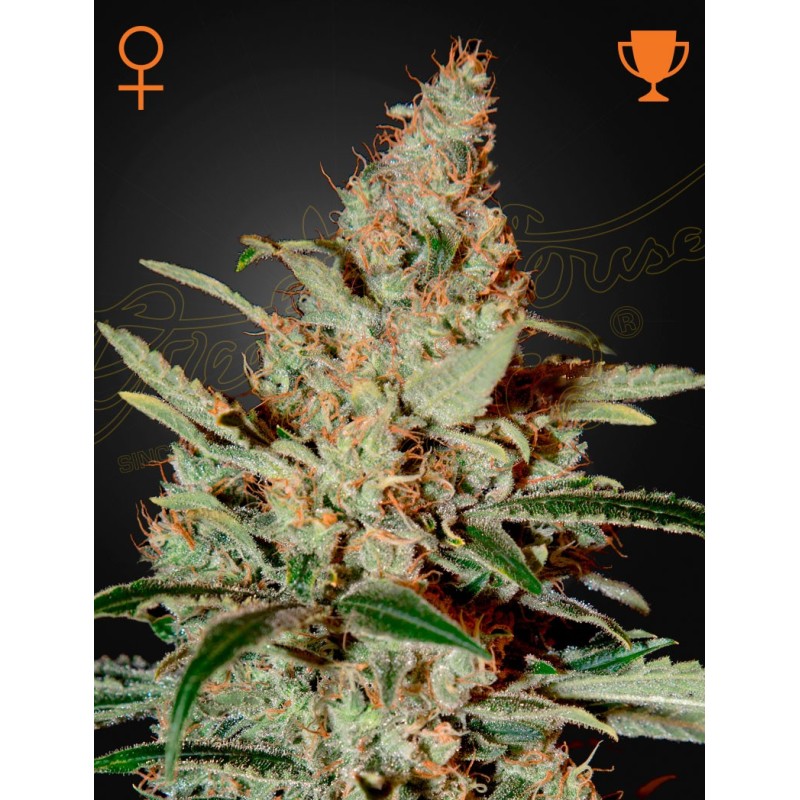 Chemdog | Feminized | Green House Seeds