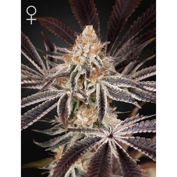 Dark Phoenix | Green House Seeds | Feminized