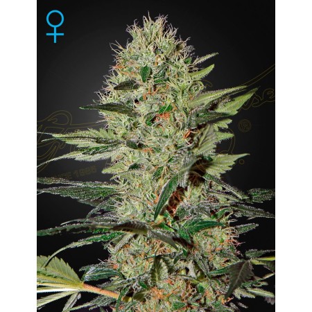 Exodus Cheese | Autoflower | Green House Seeds