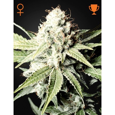 Great White Shark | Feminized | Green House Seeds