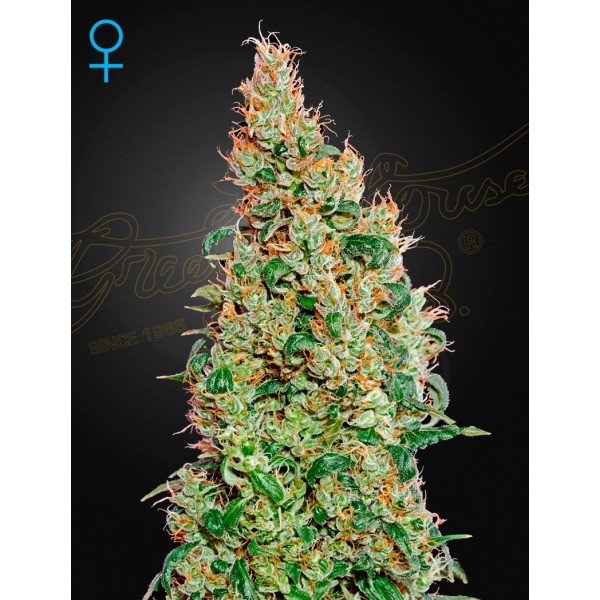 Green-O-Matic | Green House Seeds | Feminized