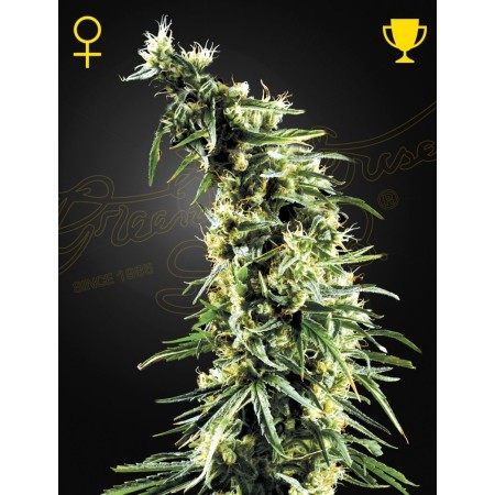 Hawaiian Snow | Feminized | Green House Seeds