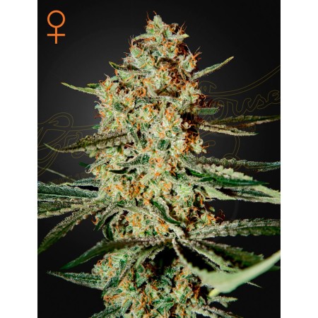 Himalaya Gold | Feminized | Green House Seeds