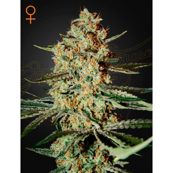 Himalaya Gold | Green House Seeds | Feminized