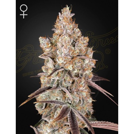 Holy Snow | Feminized | Green House Seeds