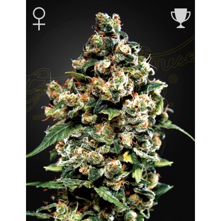 Jack Herer | Feminized | Green House Seeds