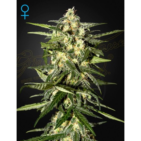 Jack Herer | Autoflower | Green House Seeds