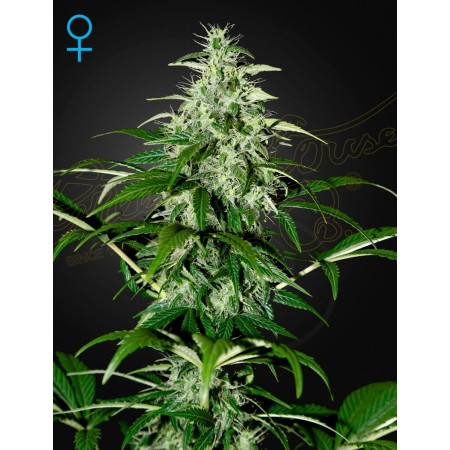 Kalashnikova | Autoflower | Green House Seeds