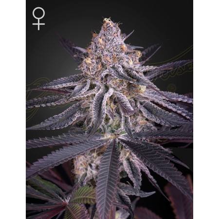 Kings Juice | Feminized | Green House Seeds