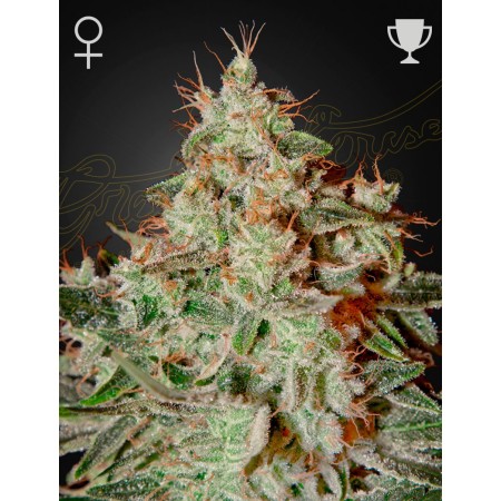 Lemon Skunk | Feminized | Green House Seeds