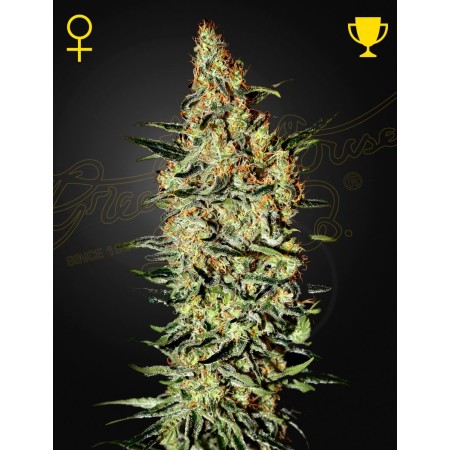 Nevilles Haze | Feminized | Green House Seeds