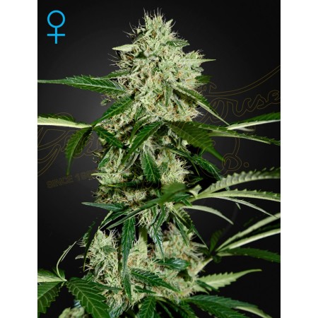 Northern Lights | Autoflower | Green House Seeds