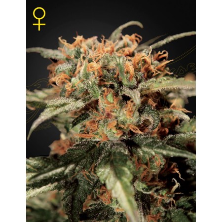 Skunk | Autoflower | Green House Seeds