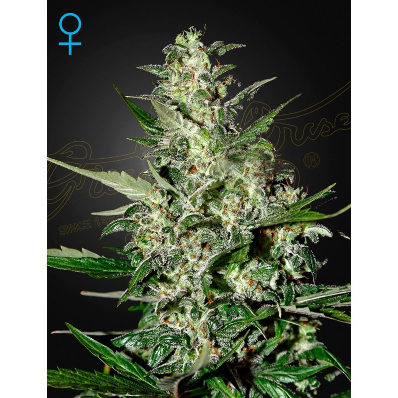 Super Critical | Autoflower | Green House Seeds