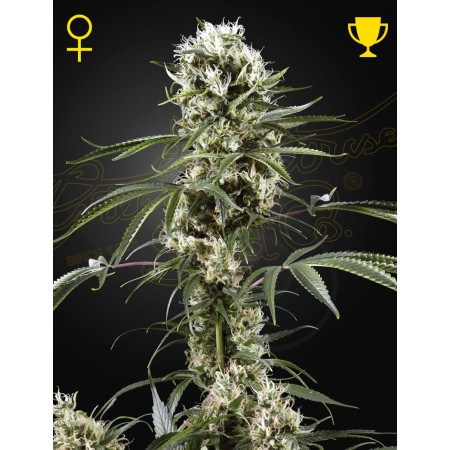 Super Lemon Haze | Feminized | Green House Seeds