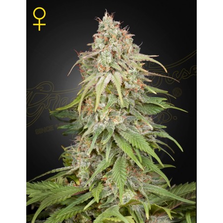 GH Amnesia | Feminized | Green House Seeds