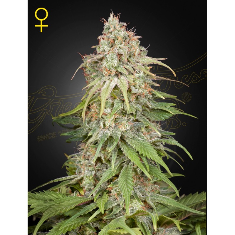 GH Amnesia | Feminized | Green House Seeds