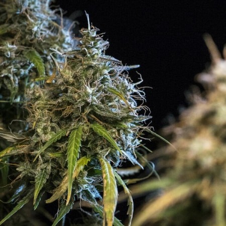Haze Berry | Autoflowering | Royal Queen Seeds