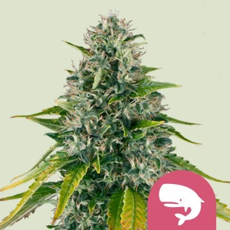 Royal Moby | Feminized  | Royal Queen Seeds