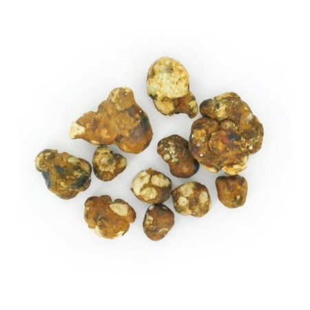 Mokum Magic Truffels bestellen |  Mush Magic