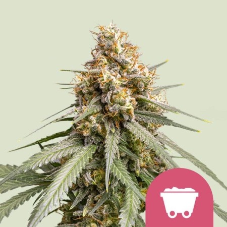 Shining Silver Haze | Feminized  | Royal Queen Seeds