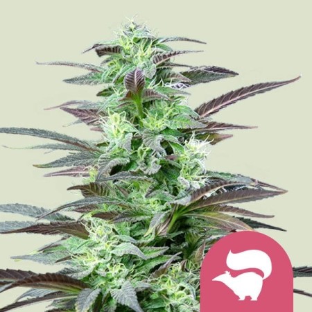 Skunk XL | Feminized  | Royal Queen Seeds