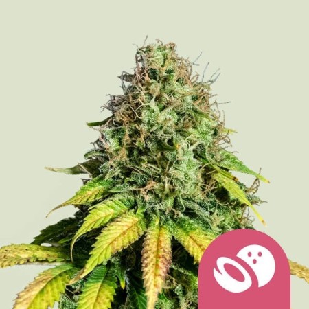 Somango XL | Feminized  | Royal Queen Seeds
