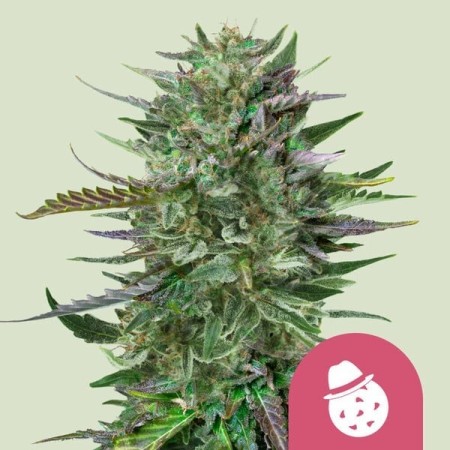 Do-si-dos | Feminized | Royal Queen Seeds