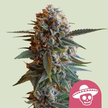 Mexican Rush | Feminized | Royal Queen Seeds