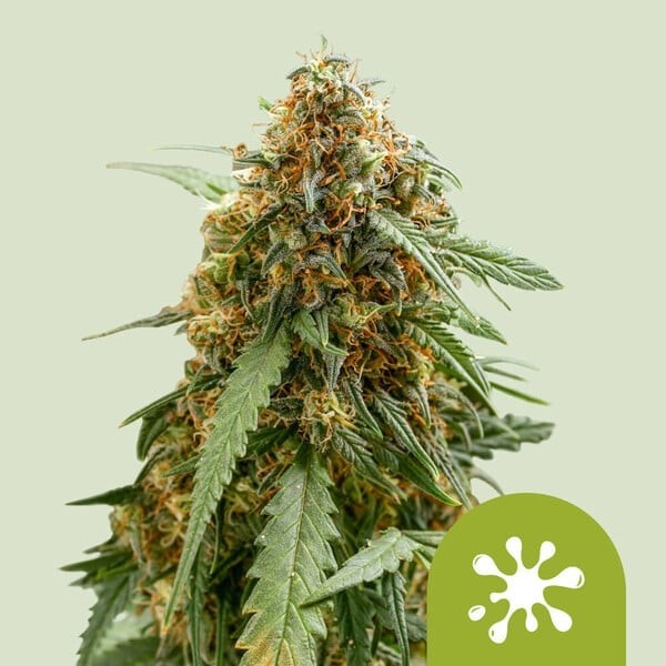 Sticky Queen | Royal Queen Seeds | Autoflowering