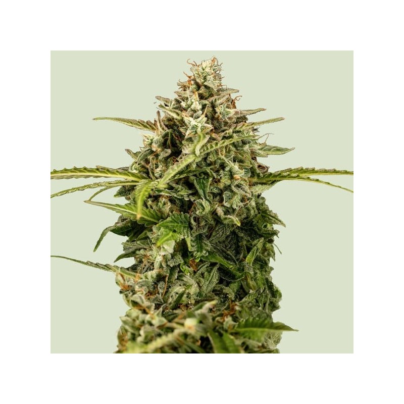 Apollo F1 | Autoflowering | Royal Queen Seeds
