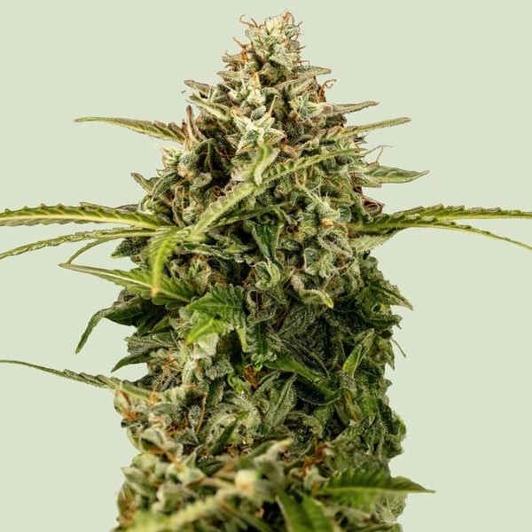 Apollo F1 | Royal Queen Seeds | Autoflowering