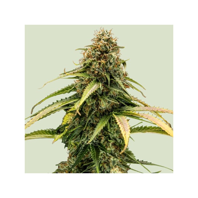 Epsilon F1 | Autoflowering | Royal Queen Seeds